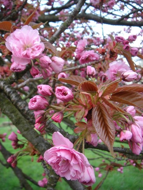 Prunus serrulata 'Shogetsu' 4